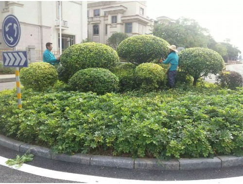 小区围墙绿化工程